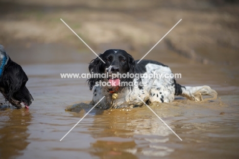 happy English Springer Spaniel in a puddle