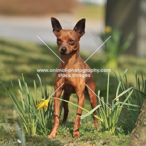 Miniature Pinscher dog standing in grass