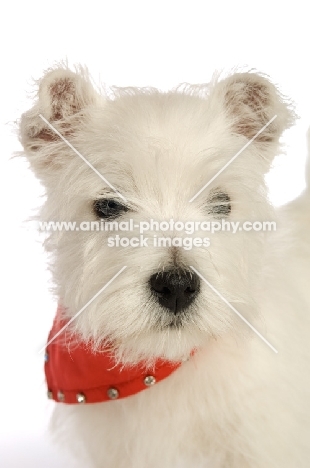 West Highland White puppy wearing a red bandanna around its neck, isolated on a white background