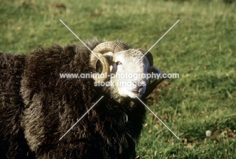 herdwick ram at cotswold farm park 