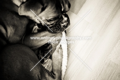 Boxer sleeping in cat bed