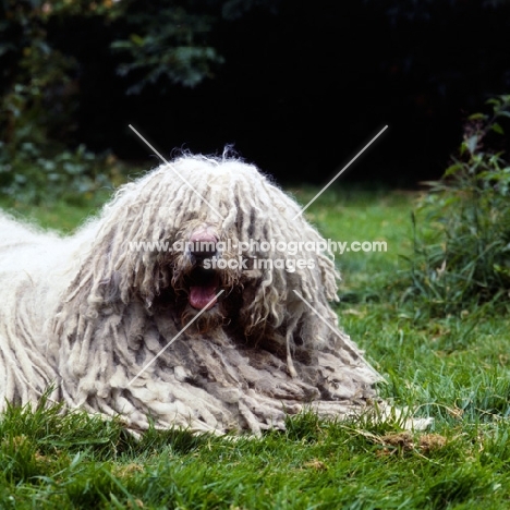 komondor lying on grass