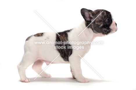 brindle and white Boston Terrier puppy, side view