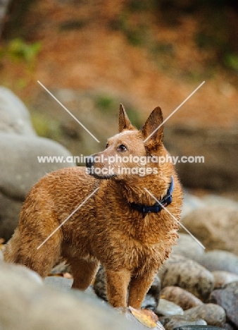 Australian Cattle Dog near rocks