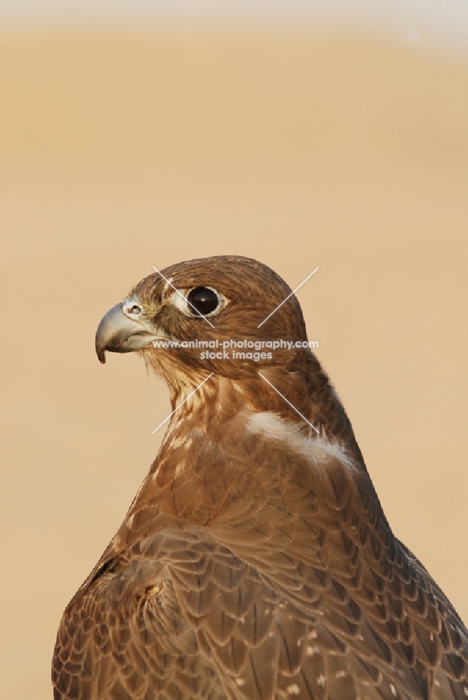 Falcon profile