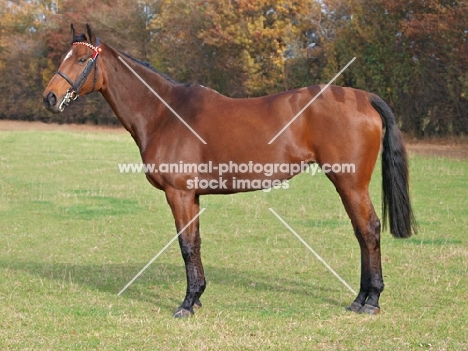 Thoroughbred posed