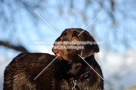 Chocolate Lab with sky and branches in the background.