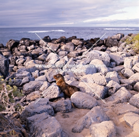 galapagos sea lion pup on  loberia island, galapagos islands
