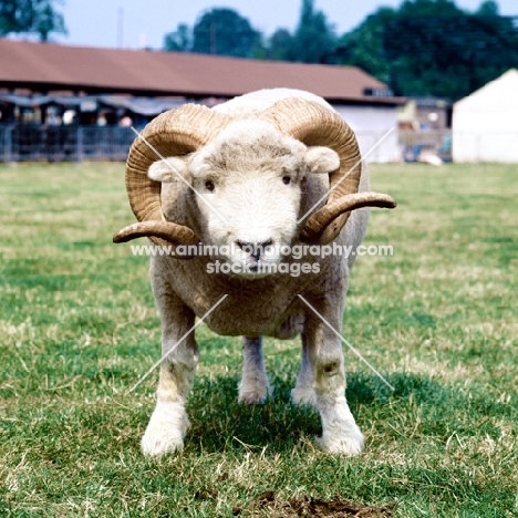 exmoor horn sheep looking at camera
