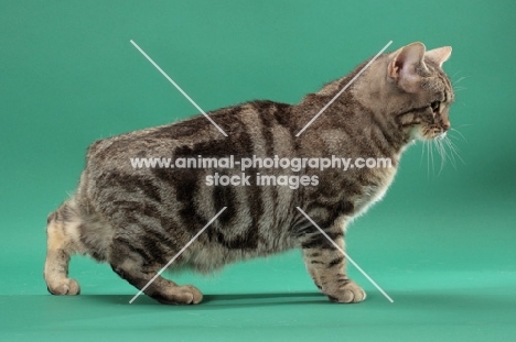 Silver Classic Tabby Manx cat, side view