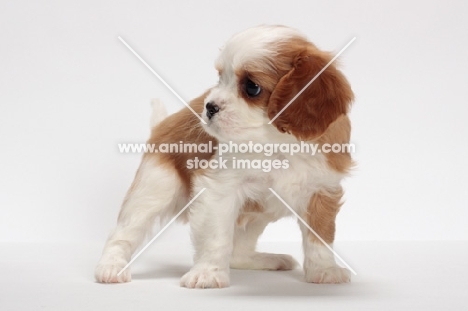red and white Cavalier King Charles Spaniel, standing in studio