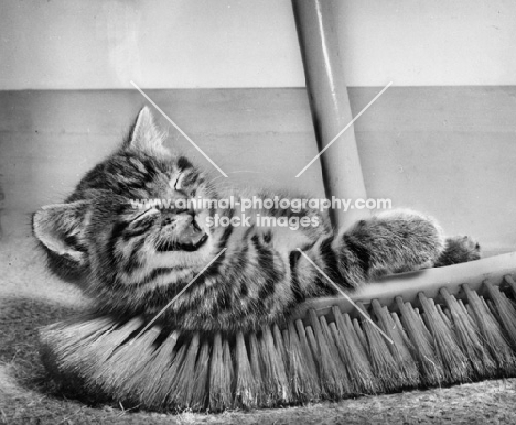 kitten lying on a broom