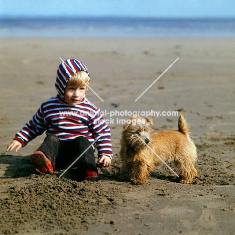 norfolk terrier puppy on a beach with a boy