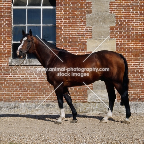 adagio, french saddle horse