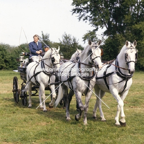 Horses at driving competition