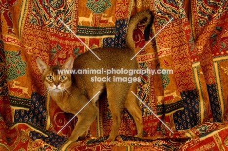 ruddy abyssinian standing on rug
