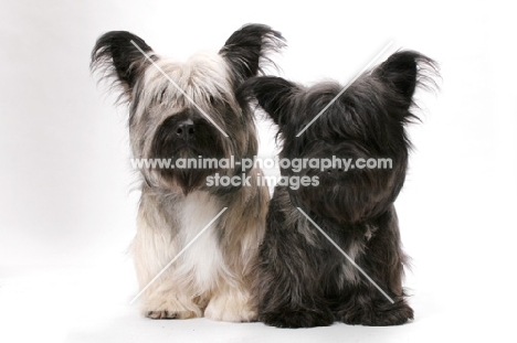 two Skye Terriers in studio (Santlin Suitably Tired and Santlin Shop A Holic)