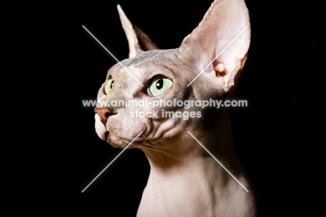 green eyed sphynx cat 