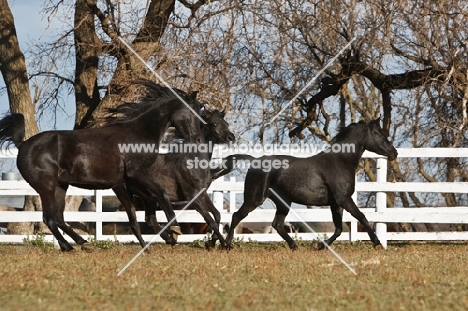 three Egyptian Arabs in field