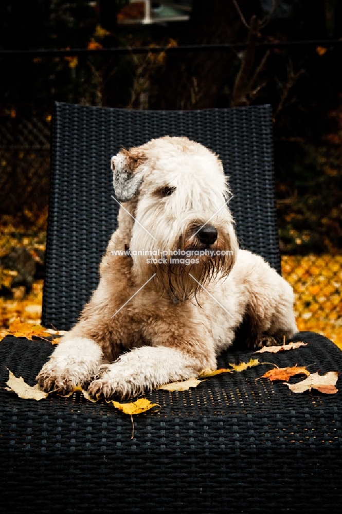 soft coated wheaten terrier on deck chair