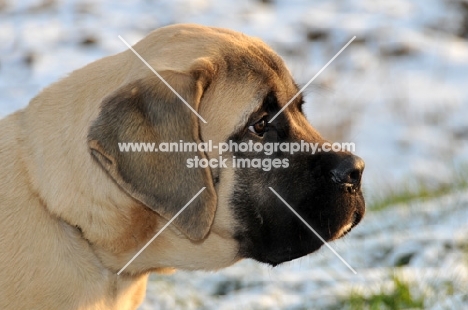 Mastiff