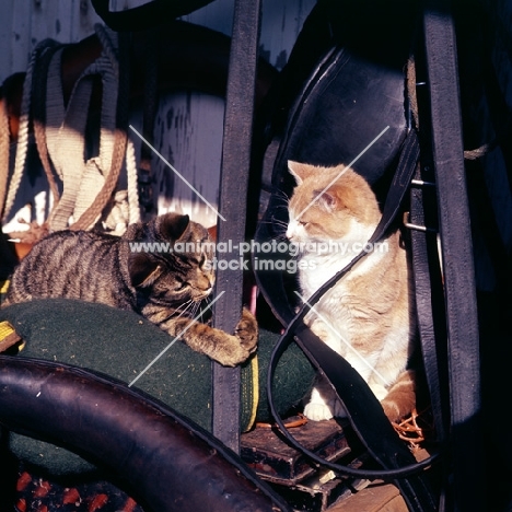 tabby cat and ginger and white cat in tack room
