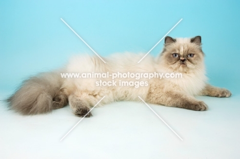 blue cream tabby colourpoint, lying down. (Aka: Persian or Himalayan)