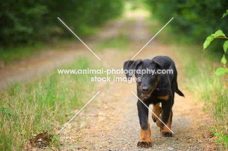 Portrait of a Beauceron pup trotting on a country road