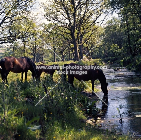 windfall of shilstone rocks, dartmoor mare drinking at river webburn on dartmoor with another mare and foal 
