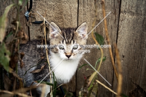 Barn kitten hiding in shrubs