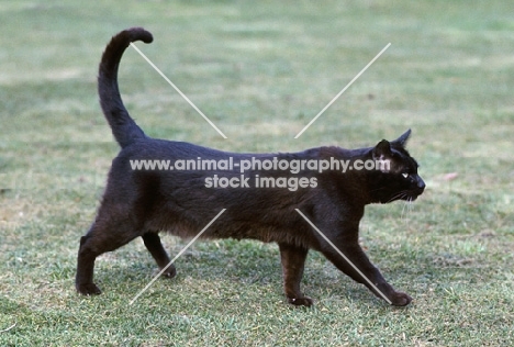 brown burmese cat walking, goes by the name of skipper