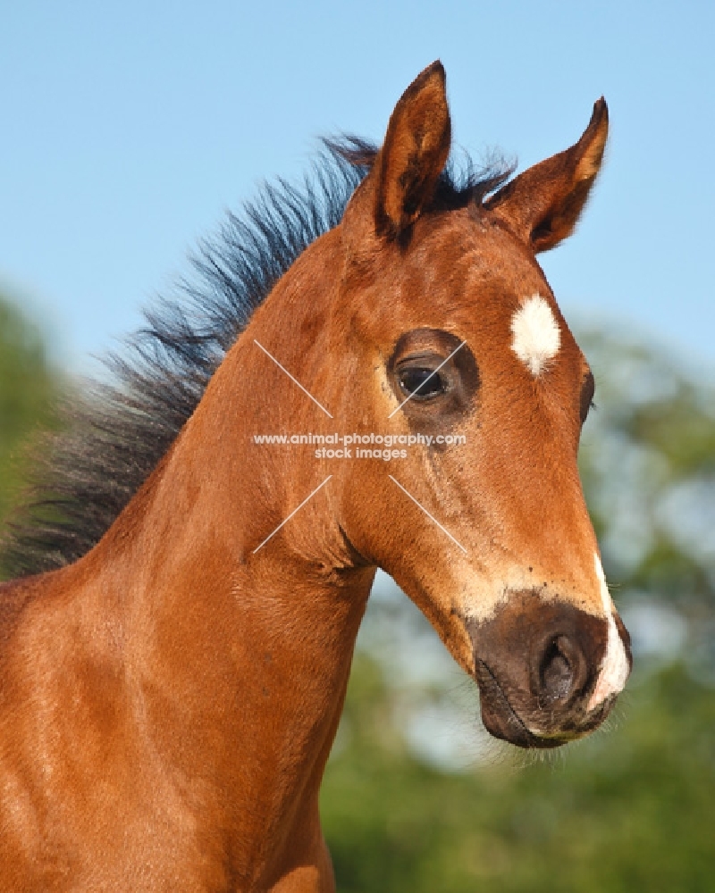 quarter horse foal, portrait