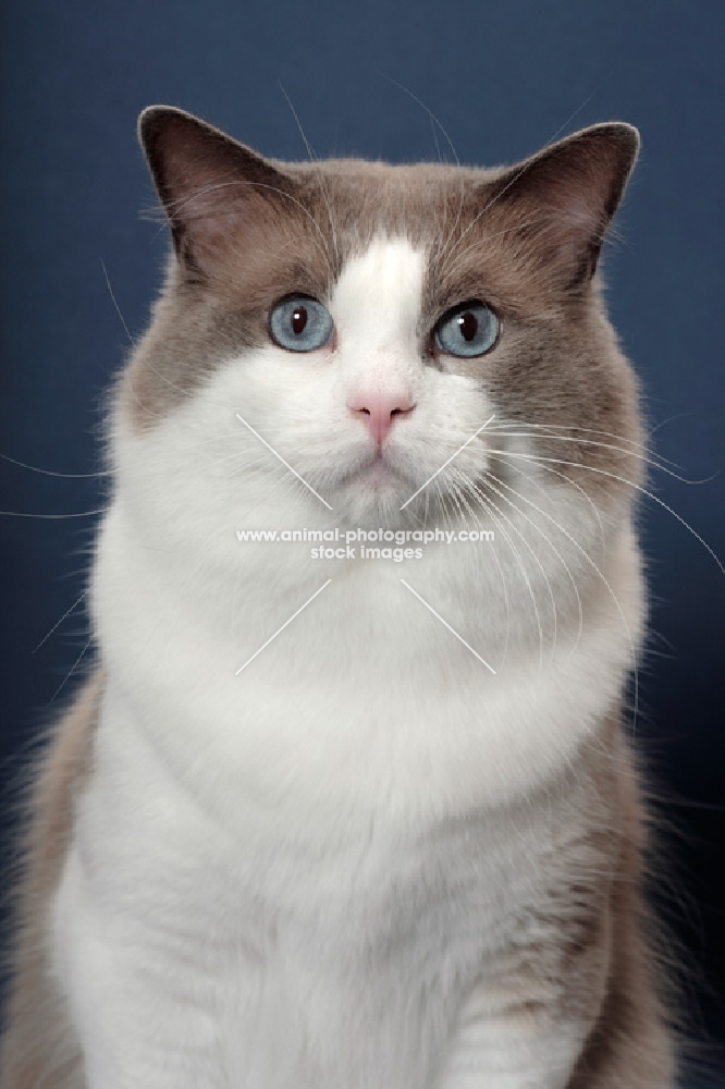 Blue Point Bi-Color Ragdoll head study