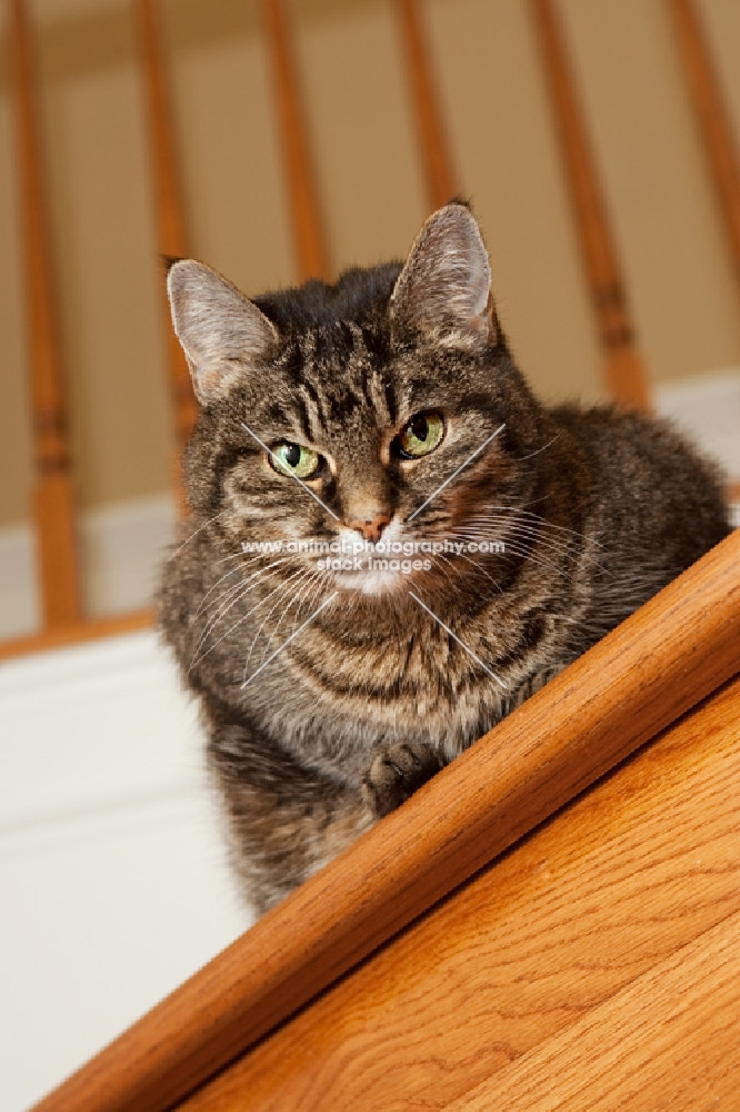 Tabby cat on stairs