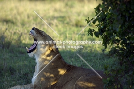 lioness yawning