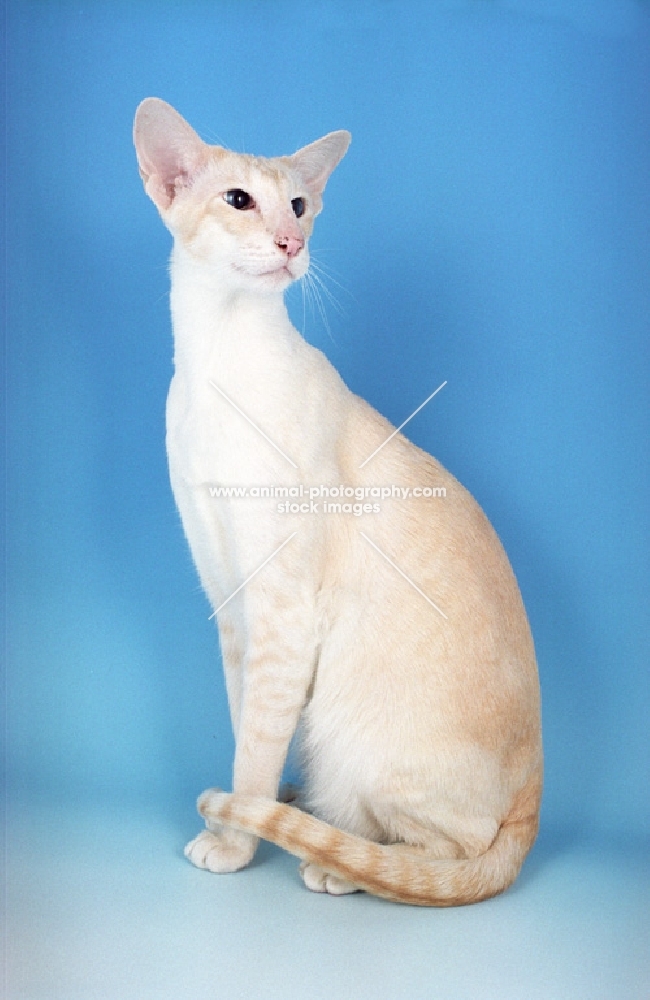 cream tabby Siamese sitting down, looking away from camera