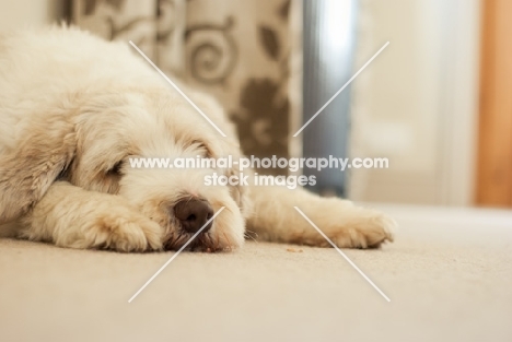 Bearded Collie resting in home