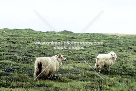 two iceland sheep in iceland