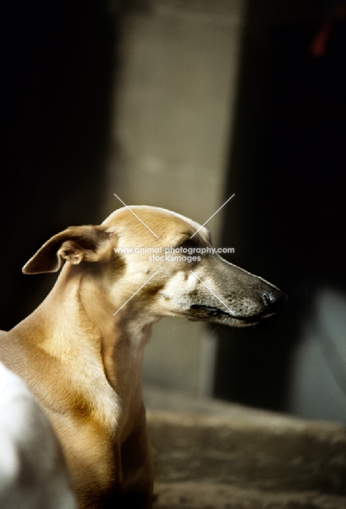 whippet, head shot