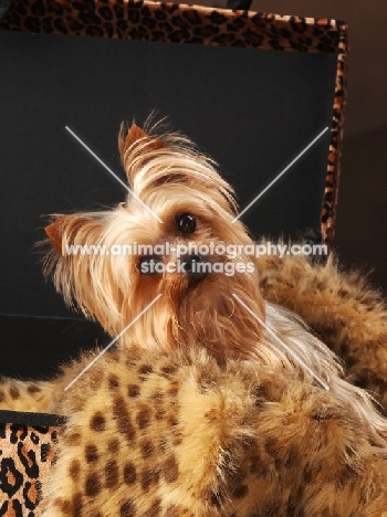Yorkshire Terrier in suitcase