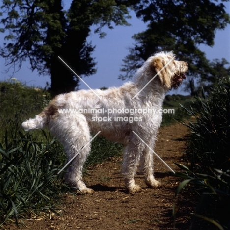 odivane francesca of nantiderri,   italian spinone on countryside lane