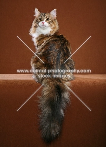 Norwegian Forest Cat back view