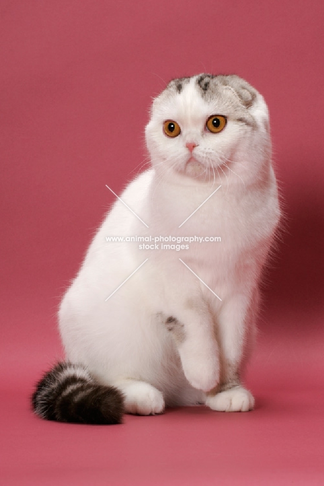 Silver Classic Tabby & White Scottish Fold