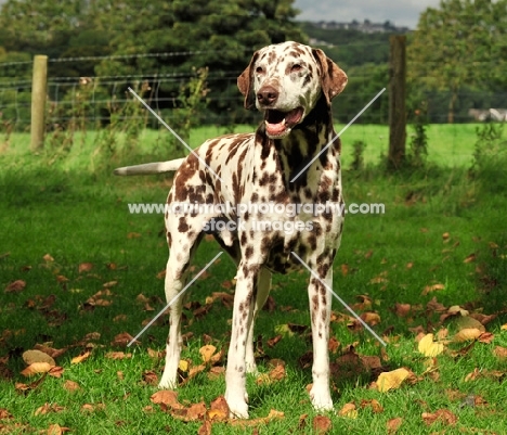 brown spotted Dalmatian