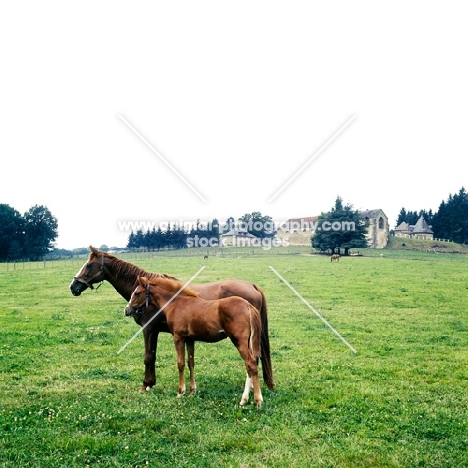 French Anglo Arab, mare with foal, french anglo-arab