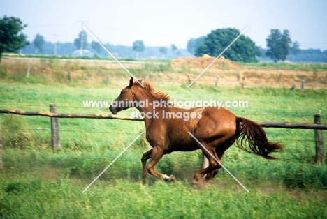 hanoverian mare running in a field