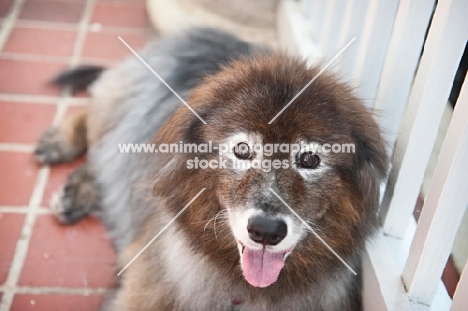 keeshond mix smiling