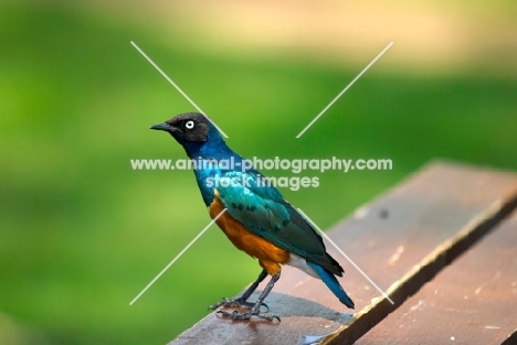 superb starling standing on table