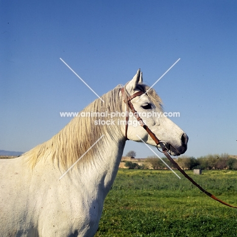 Ittaghia, Barb mare at Meknes with lovely blue sky