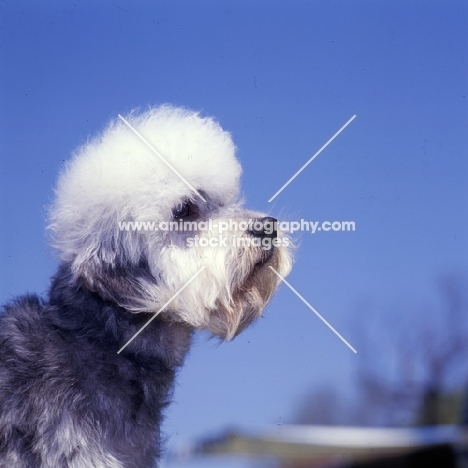 his nibs faire katie, dandie dinmont in usa, portrait in profile